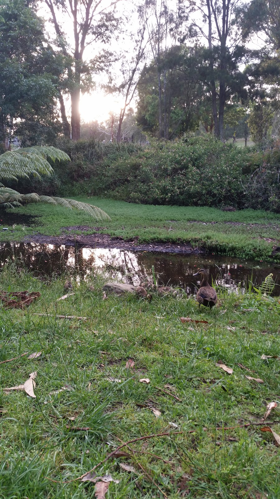 Balgowlah Golf Club Ltd in Balgowlah - photo 5
