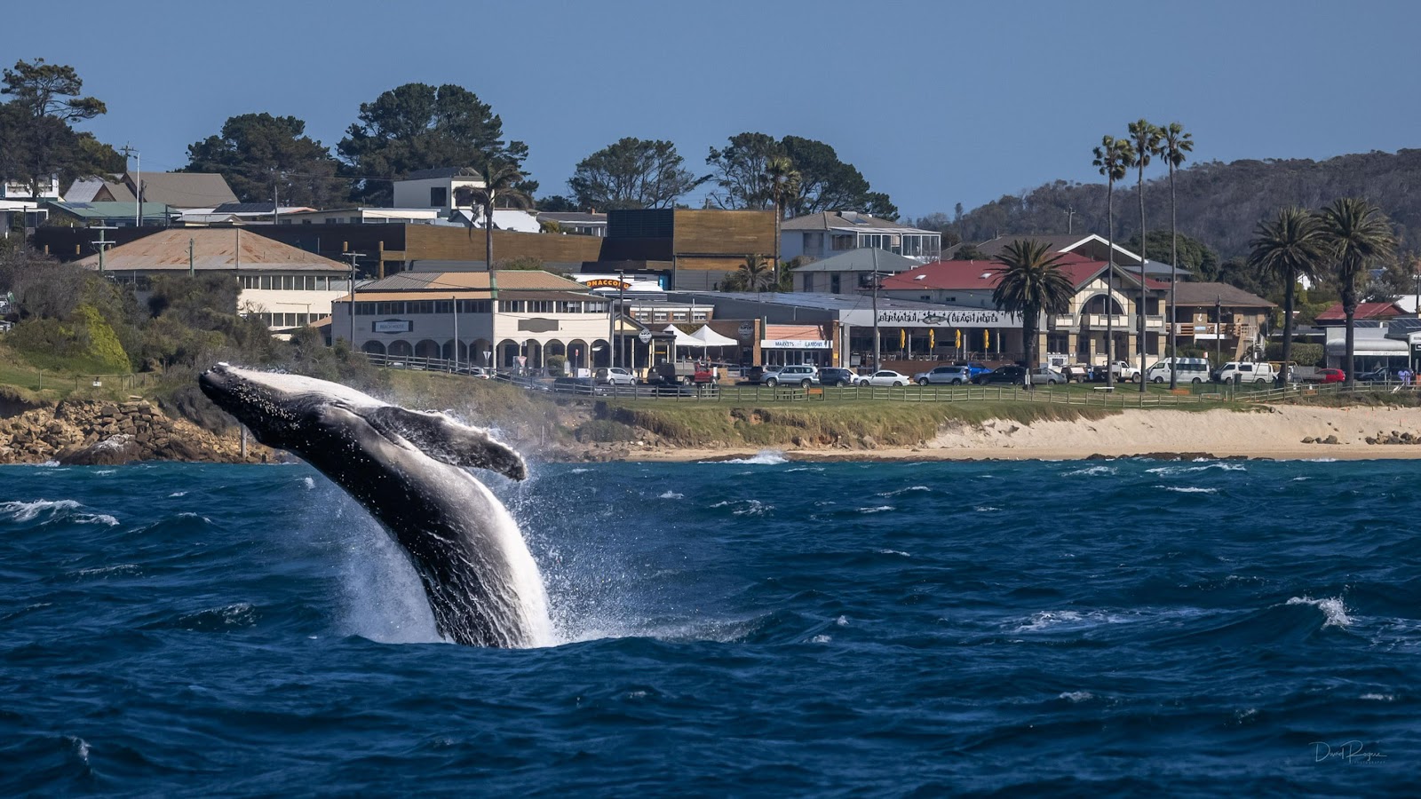Bermagui Beach Hotel in Bermagui - photo 4