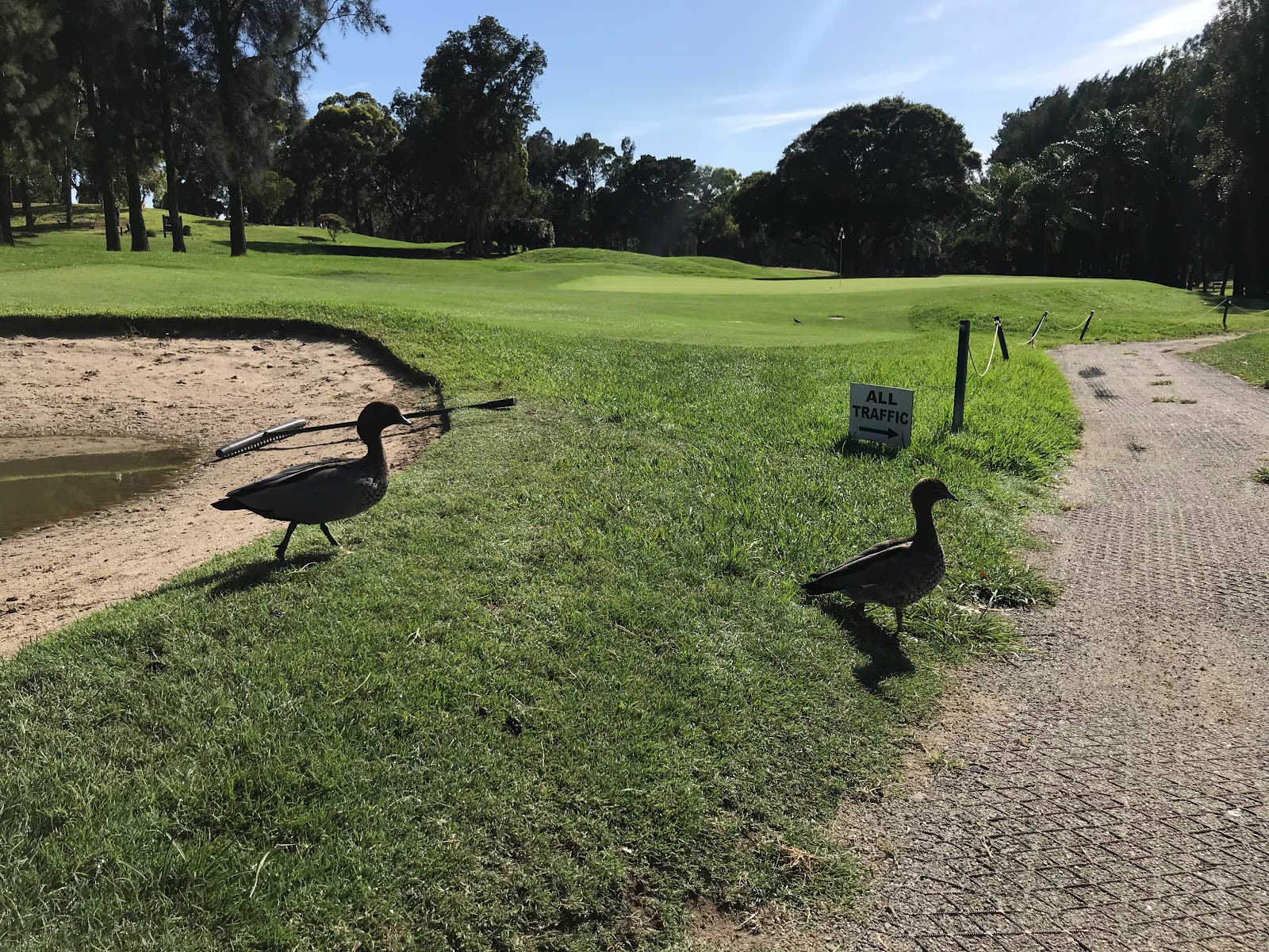 Bexley Golf Club in Kingsgrove - photo 5