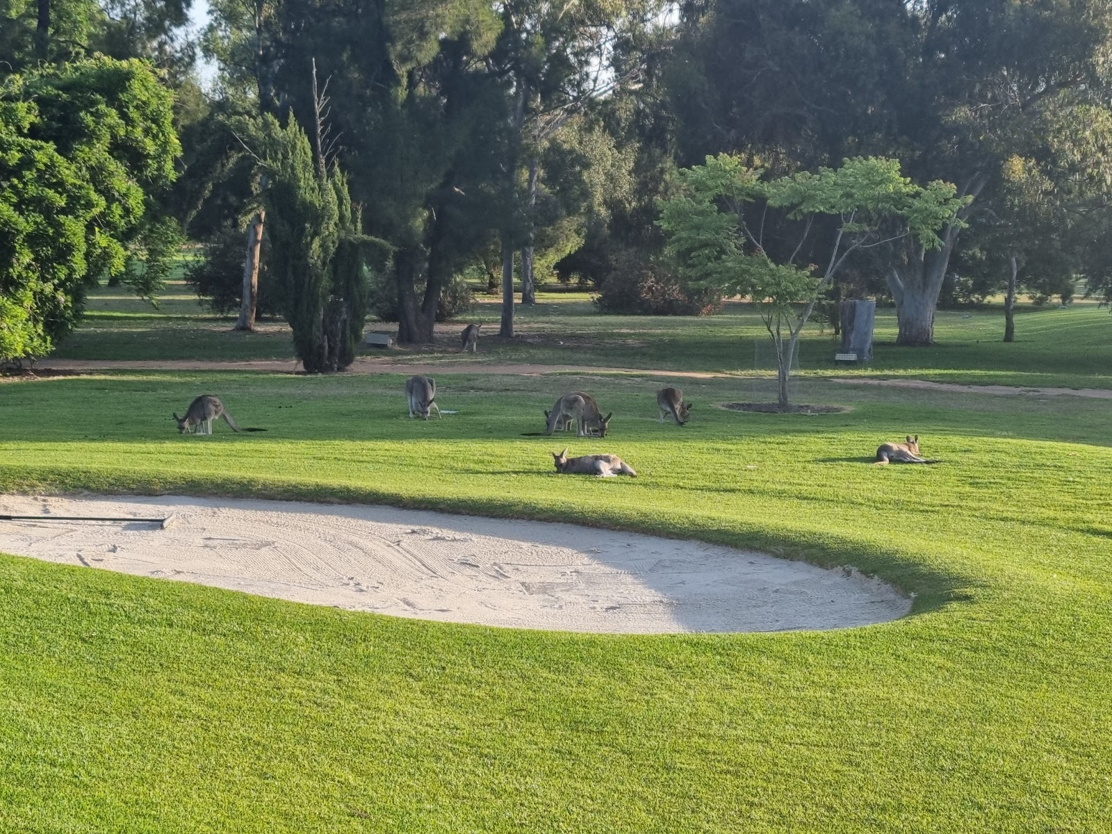 Dubbo Golf Club Ltd in Dubbo - photo 1