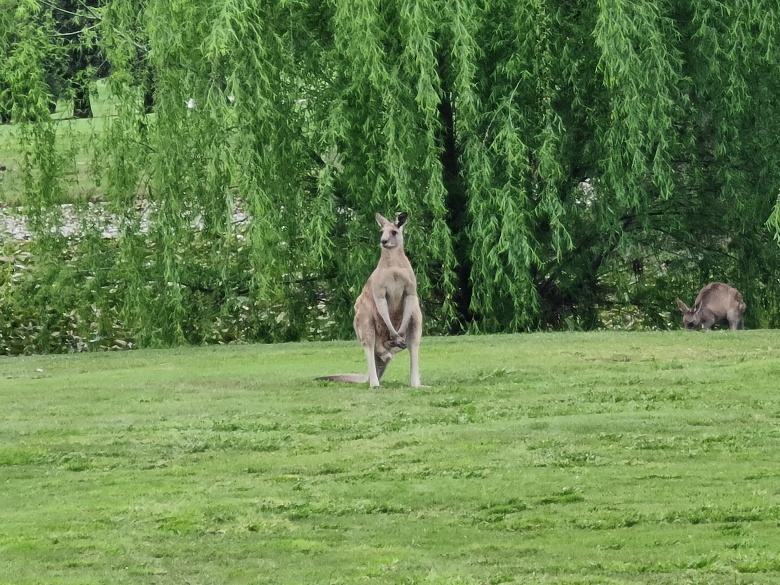 Dubbo Golf Club Ltd in Dubbo - photo 7