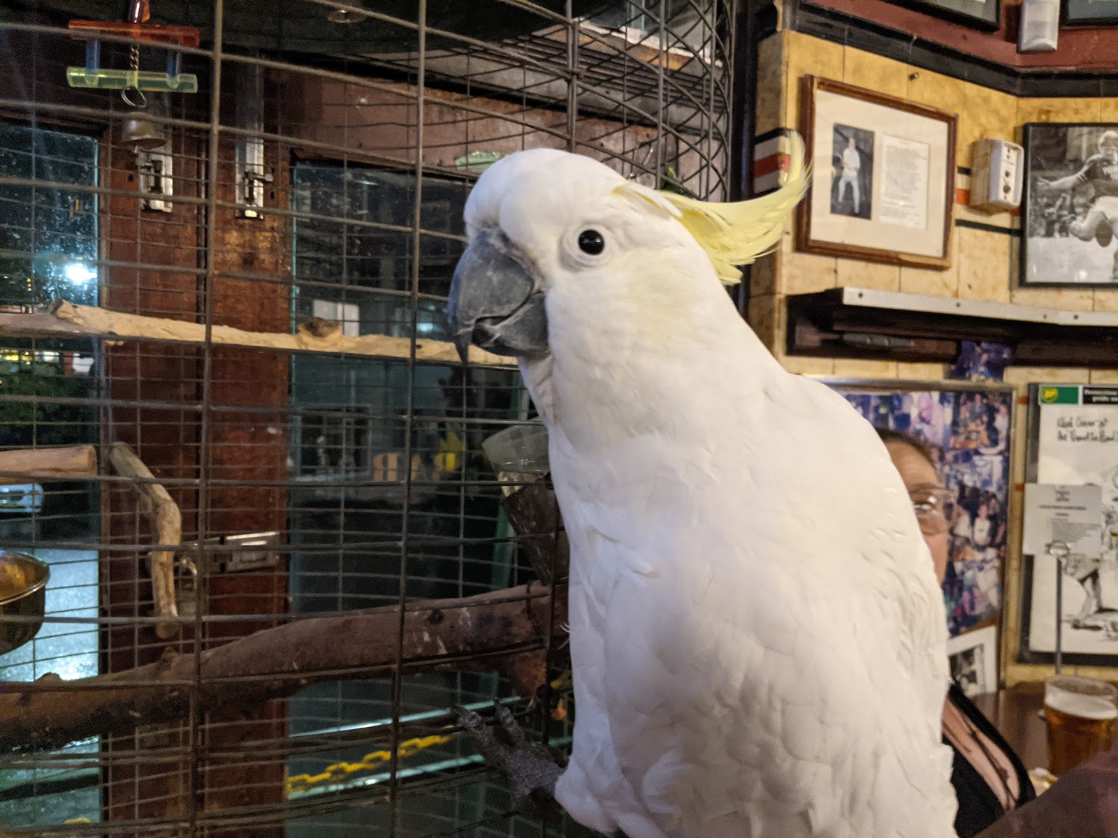 Friend In Hand Hotel in Glebe - photo 4