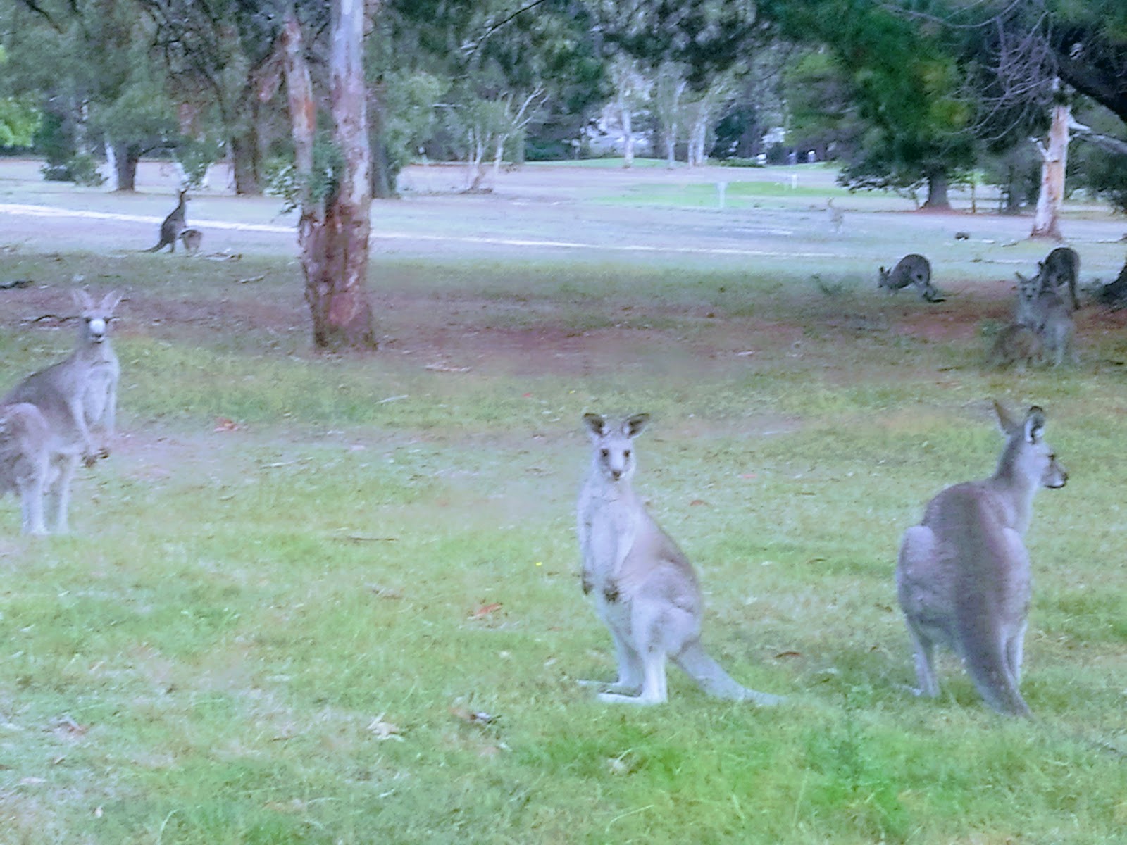 Lithgow Golf Club in Marrangaroo - photo 5