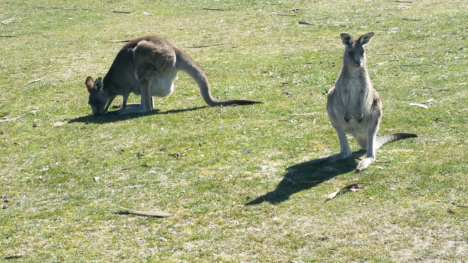 Lithgow Golf Club in Marrangaroo - photo 6