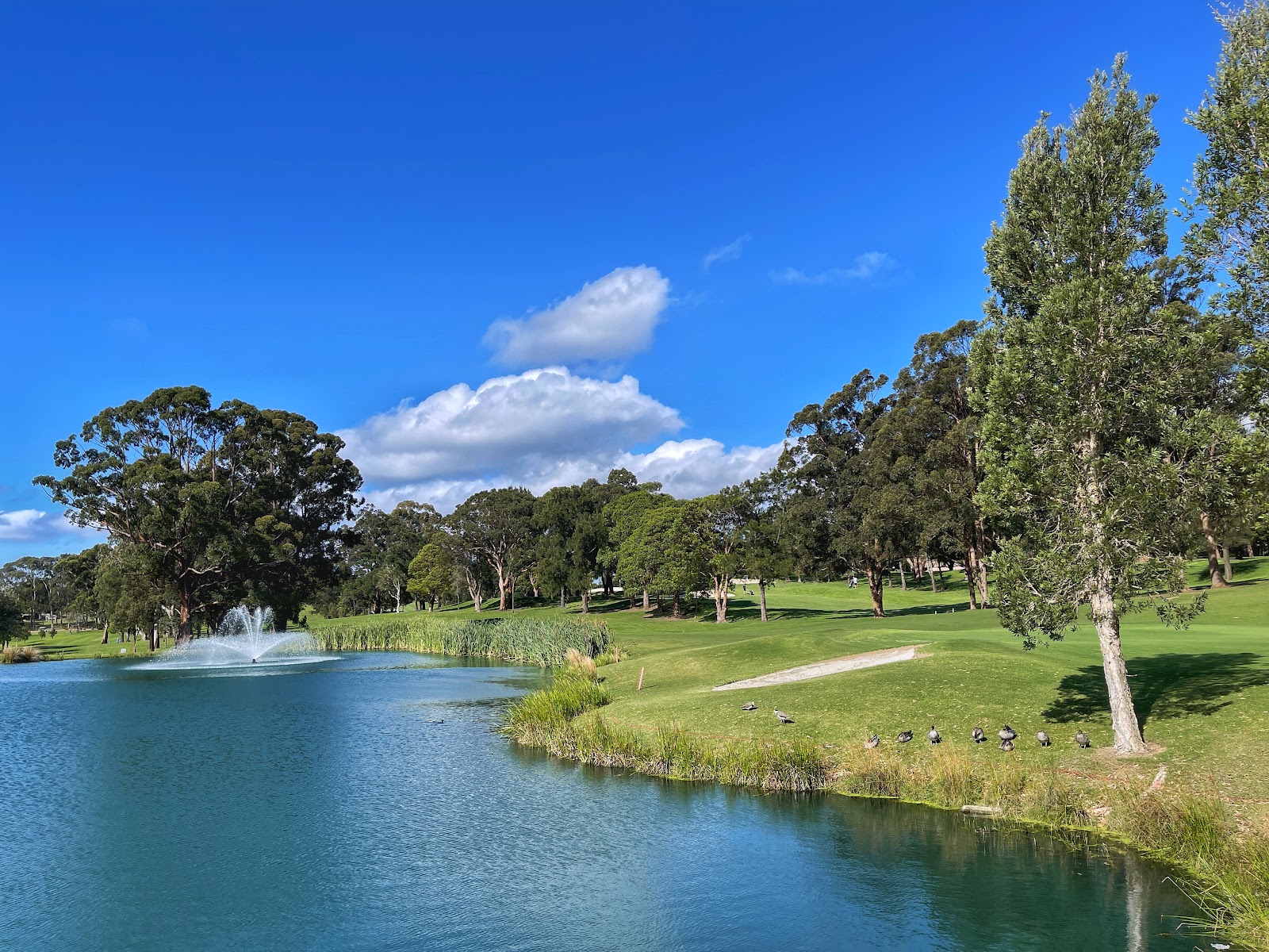 North Ryde Golf Club in North Ryde - photo 4