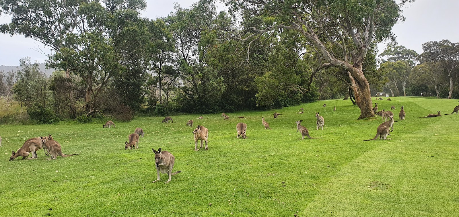 Tathra Beach Country Club Limited in Tathra - photo 4