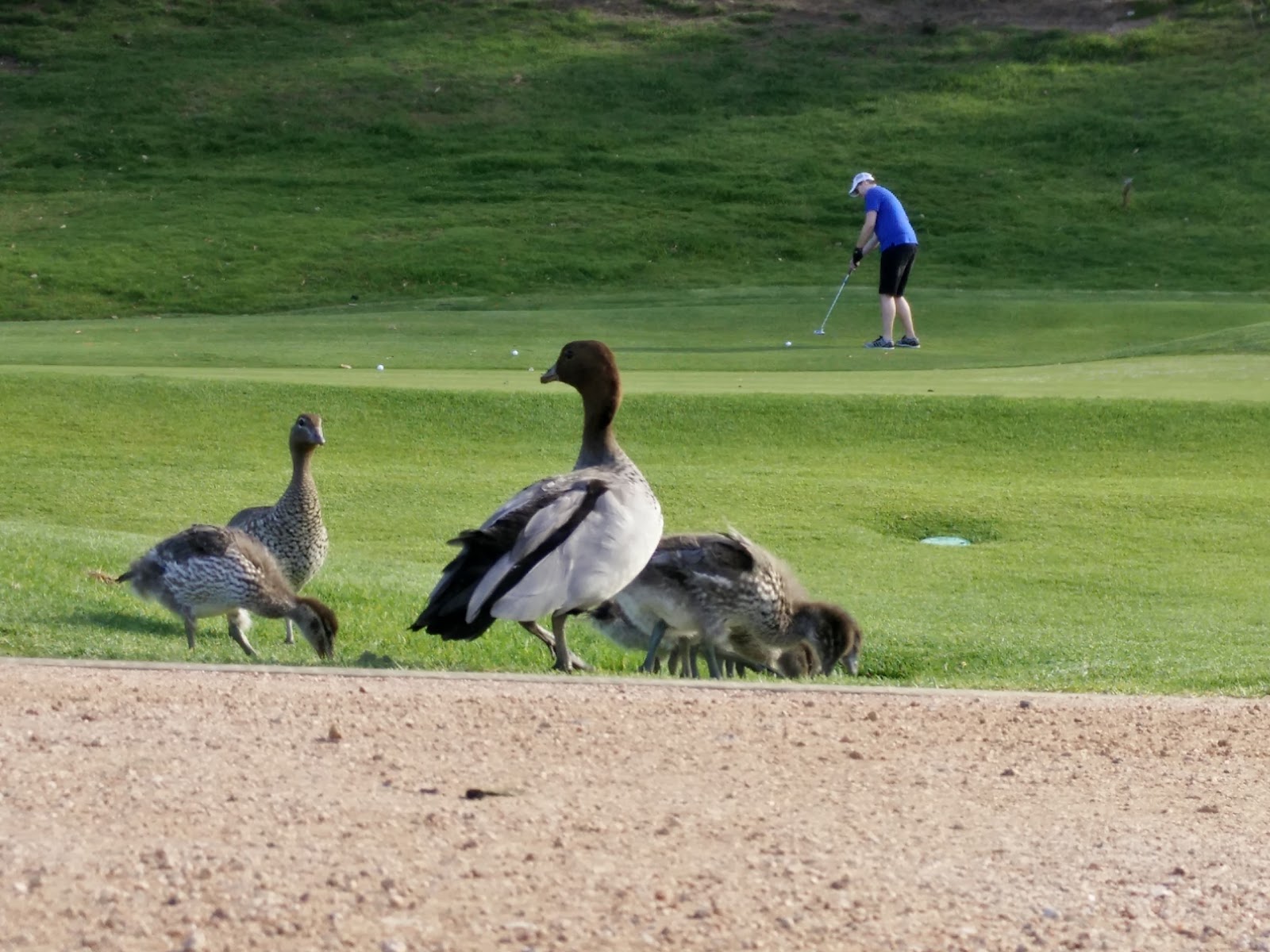 Wakehurst Golf Club Limited in Allambie Heights - photo 3
