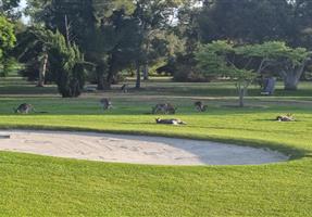 Dubbo Golf Club Ltd - Club in Dubbo